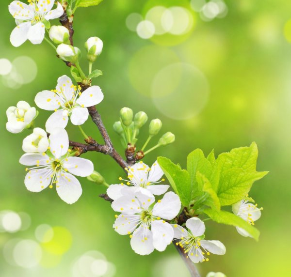 Бесшовный фон Весна