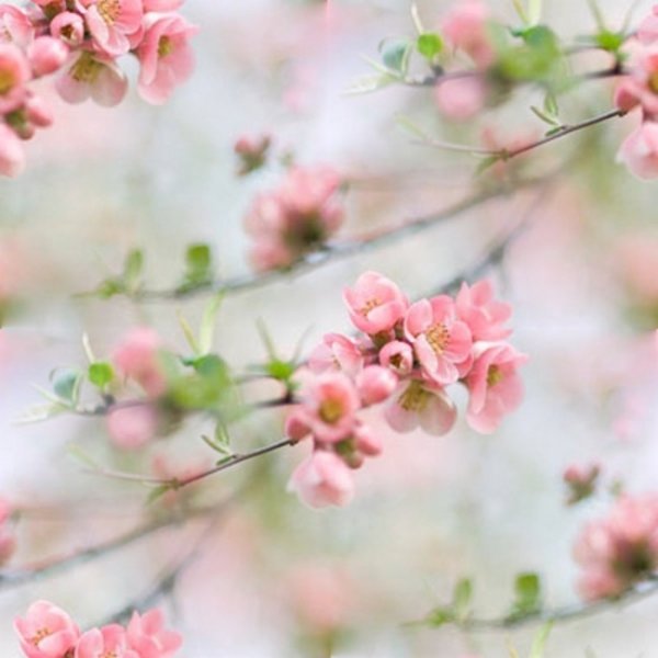 Красивый фон Весна