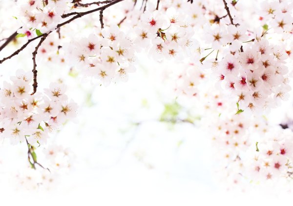 Солнечная Весна