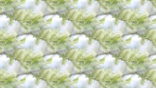 Ветка вишни в цвету