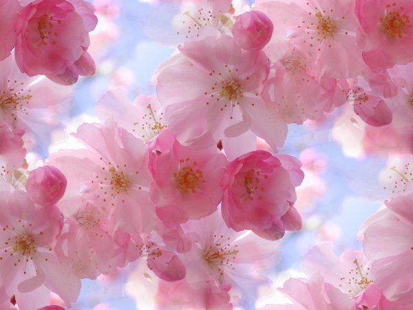 Весенний фон для презентации