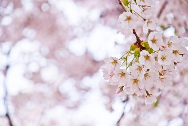 Паттерн цветы вектор