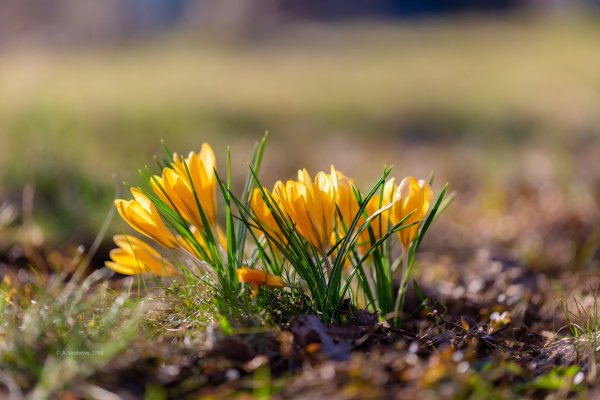 Крокусы Пробуждение весны