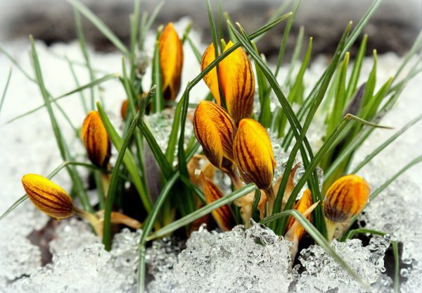 Пробуждение весны