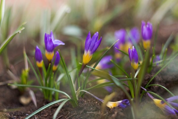 Пробуждение весны