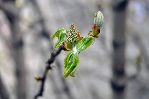 Весеннее Пробуждение природы