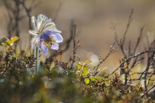 HBO Весеннее Пробуждение