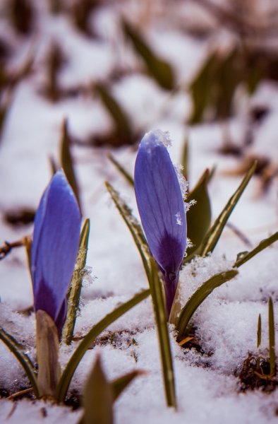Весеннее Пробуждение природы
