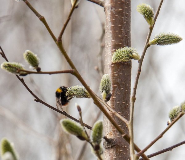 Пробуждение Лесной природы