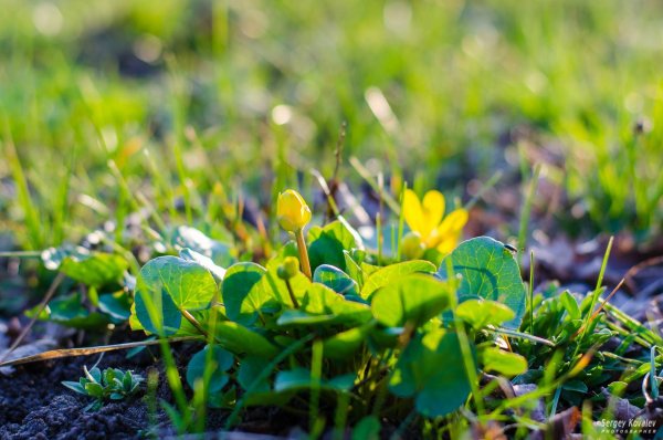 Бабочка на вербе