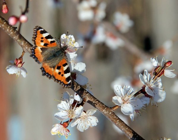 Весна Пробуждение природы