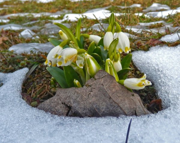 Весна март природа просыпается