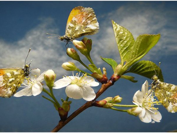 Пробуждение природы весной