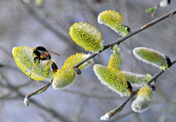 Оживление природы весной