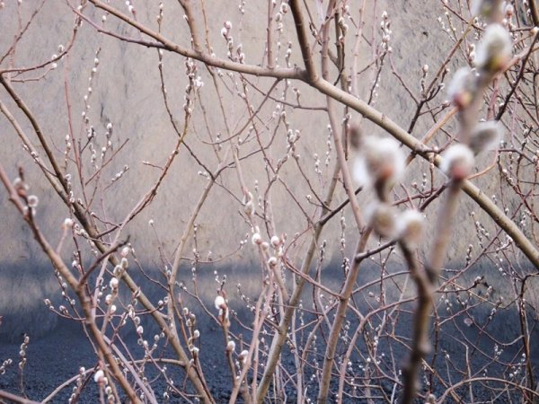 Пробуждение природы весной