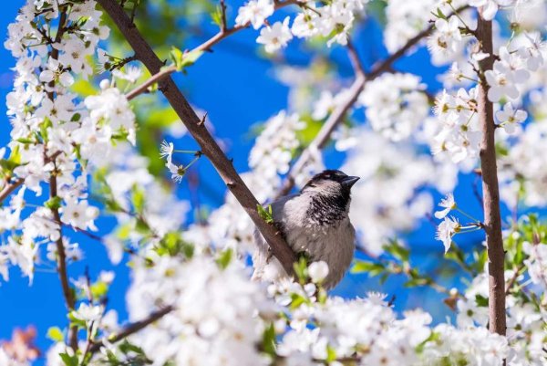 Цветение ветки миндаля
