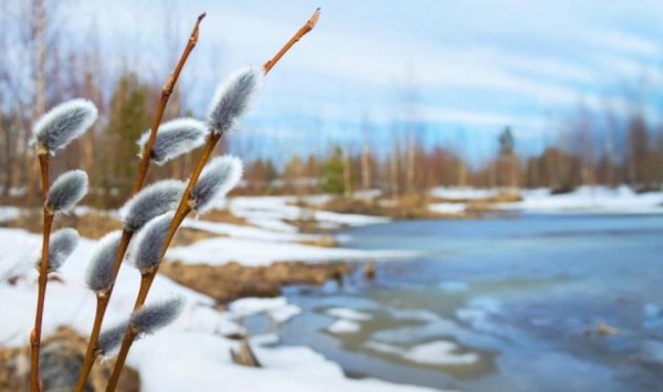 Птицы весной