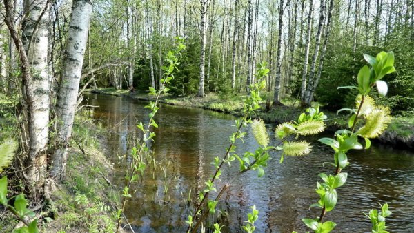 Весеннее Пробуждение