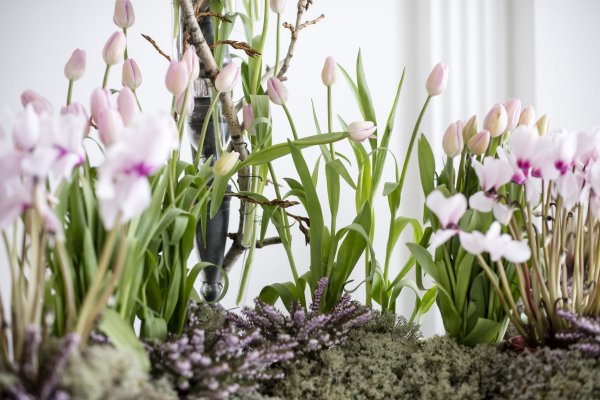 Подснежники макро