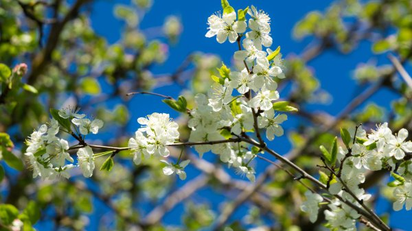 Картинки на рабочий стол Весна Пробуждение природы