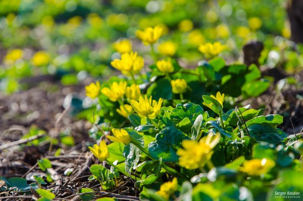 Весна в лесу