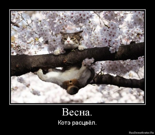 Шутки про весну