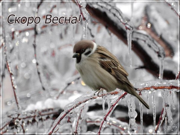 Февраль скоро Весна