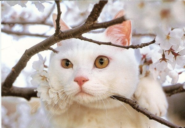 Кот чует весну