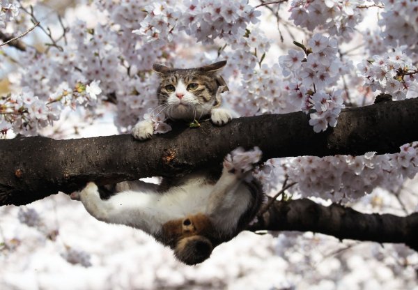 Кот на ветке дерева