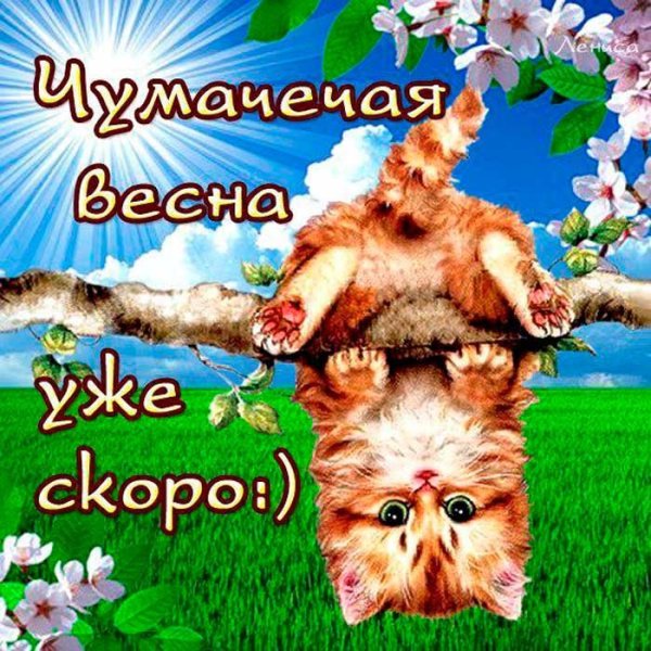 Мартовский кот в сугробе