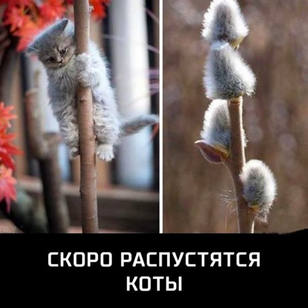 С весной прикольные