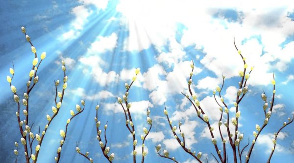 Цветы крокусы первоцветы