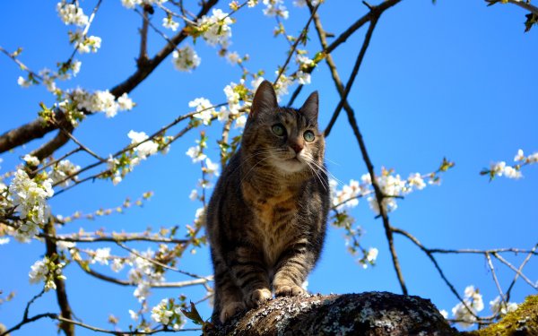 Котята весной