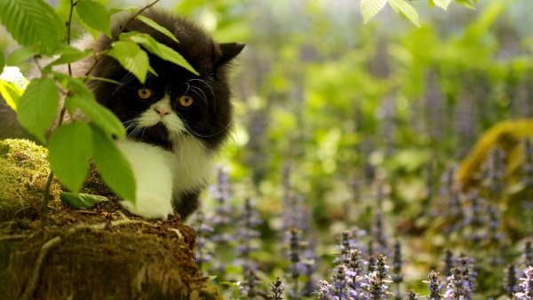 Весенний кот