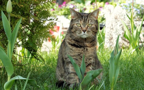 Одинокий котенок