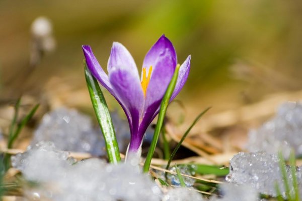 Наталья Бронникова художник картины