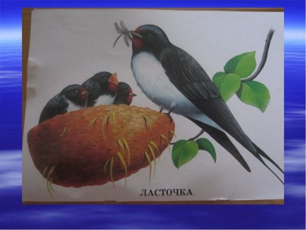 Ласточка Вестник весны