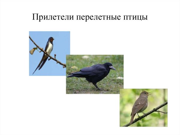 Прилетают перелетные птицы весной