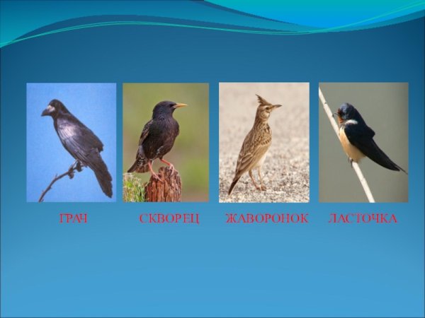 Грач скворец Ласточка