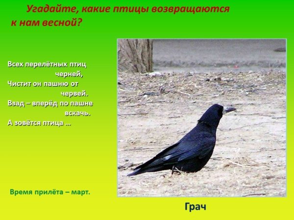 Какие птицы к нам возвращаются весной