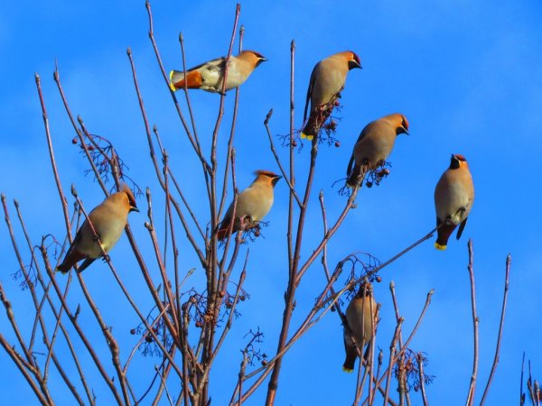 Птицы прилетели