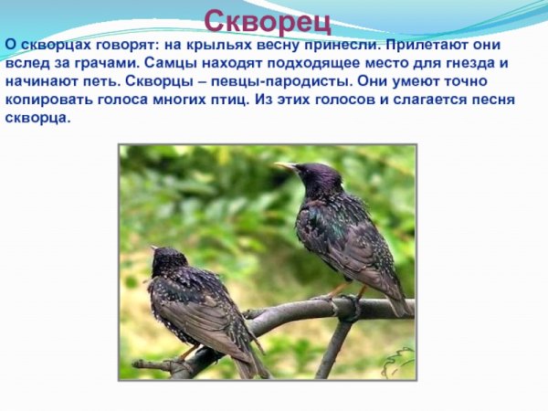 Птицы которые прилетают весной