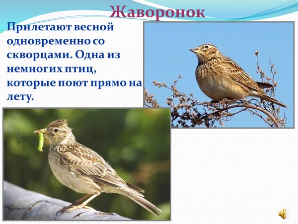 Птички которые прилетают весной