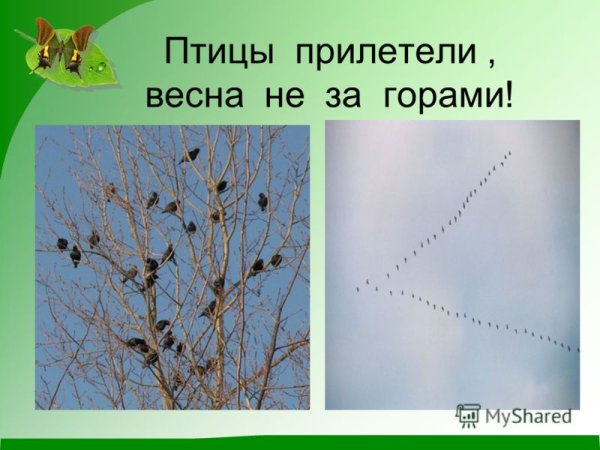 Какие птицы прилетают