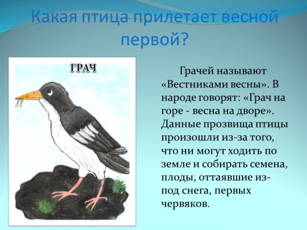 Какие птицы прилетают весной