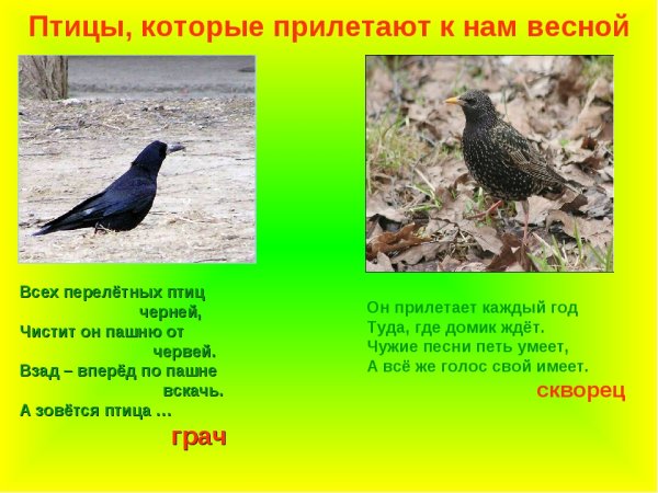 Перелетные птицы которые прилетают весной