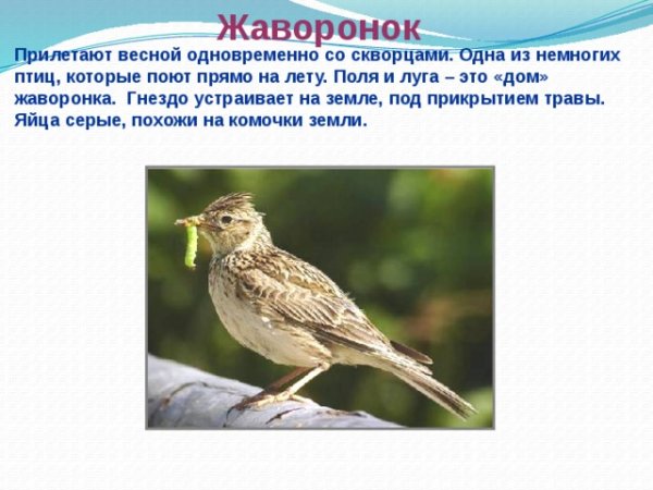 Информация о скворце