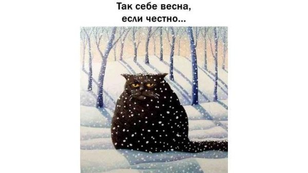 Йольский кот