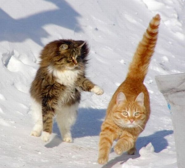 Зимние приколы с котами
