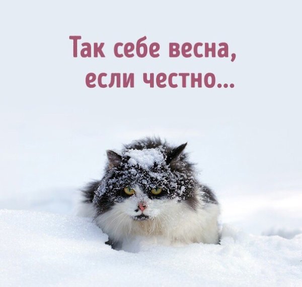 Уже Весна мешает метр снега